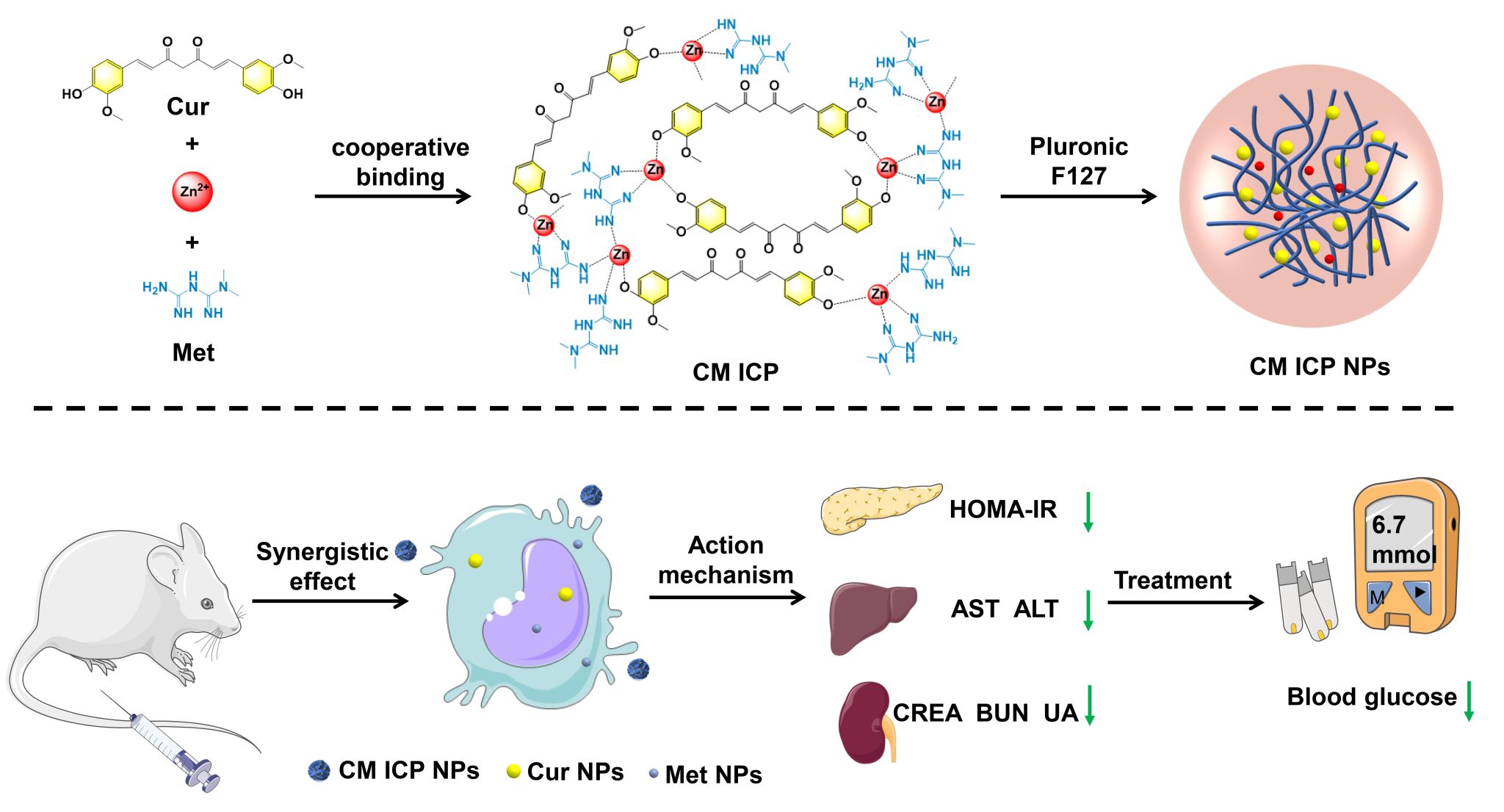 我校科研团队在慢性病精准治疗领域取得突破